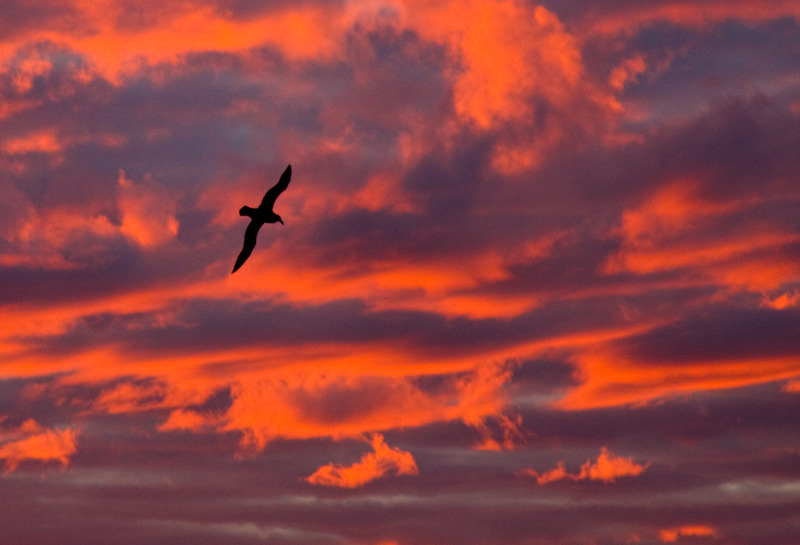 Southern Giant Petrel Silhouetted Against Sunset